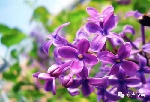 丁香花（2005年韩宝仪演唱的歌曲）
