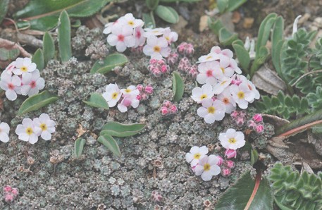 高原点地梅(中药名)