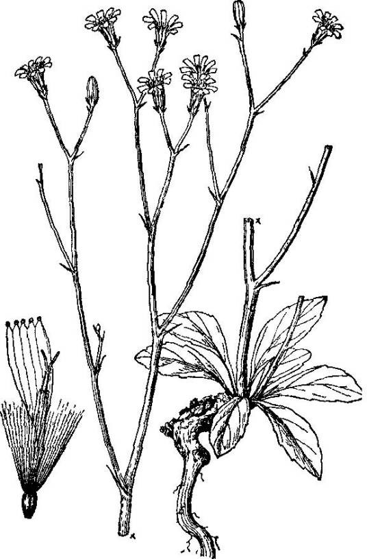 万丈深(菊科还阳参属植物)