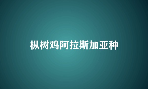 枞树鸡阿拉斯加亚种