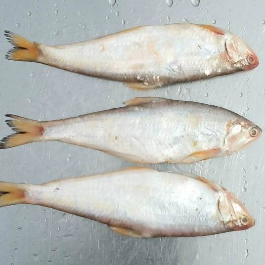 黄鲫