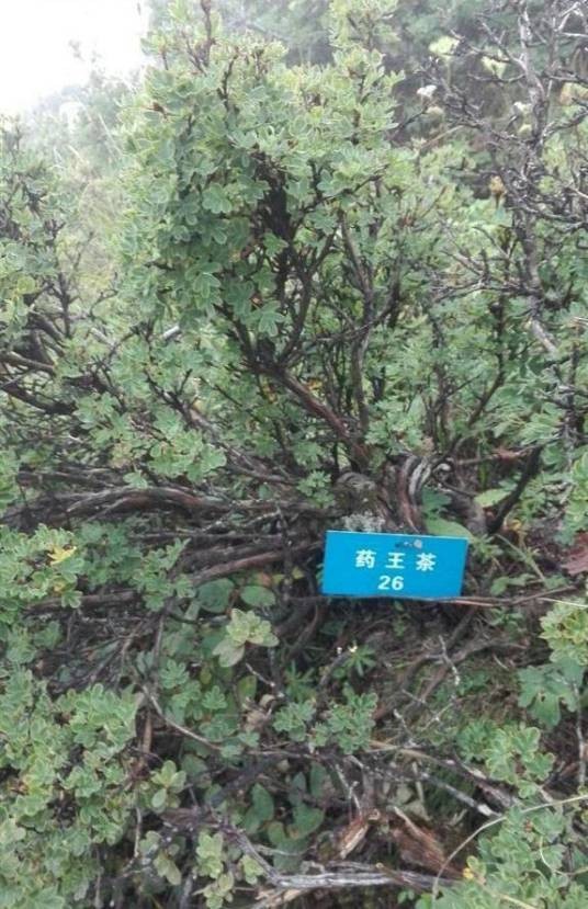 太白药王茶