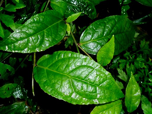 腹水草(中药)