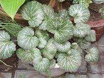蒙自虎耳草（中药名）