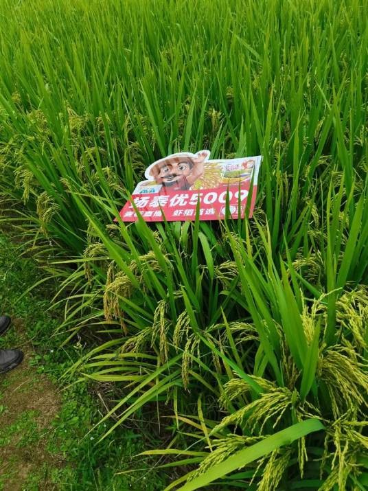 扬泰优5009