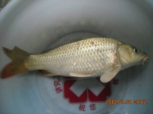 小鲤(硬骨鱼纲动物)
