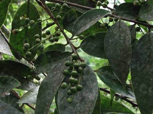 山桂花（大风子科山桂花属植物）