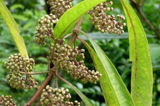 尖尾枫（唇形科紫珠属植物）