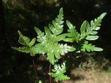 银粉背蕨（凤尾蕨科粉背蕨属植物）
