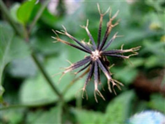 鬼针草（菊科鬼针草属植物）