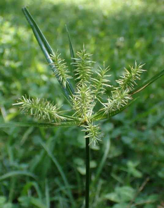砖子苗(莎草科莎草属多年生草本植物)