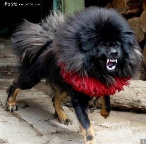 鬼脸獒王（犬科动物）