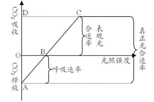 净光合速率