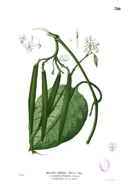 同心结（夹竹桃科同心结属植物）