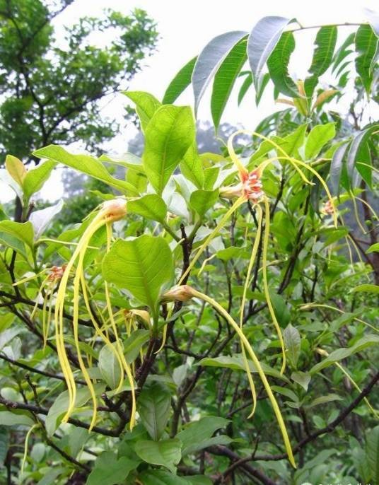 羊角拗（夹竹桃科羊角拗属植物）