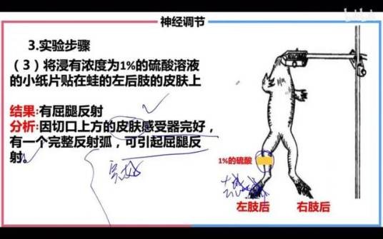 脊蛙实验