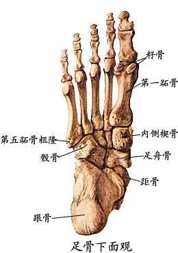 距舟关节
