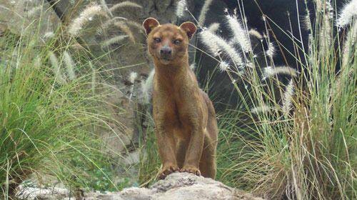 Fossa（哺乳动物）