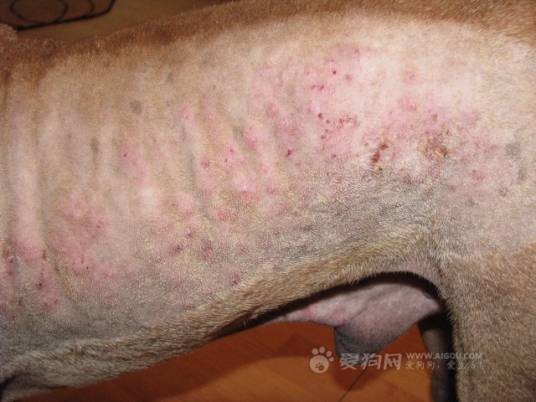 猪疥螨病