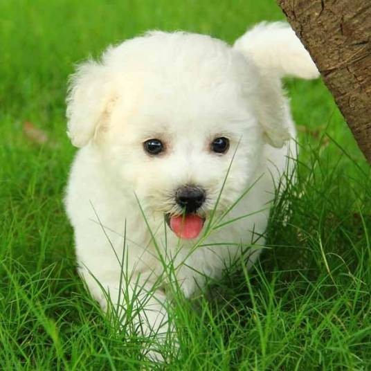 纯种比熊犬