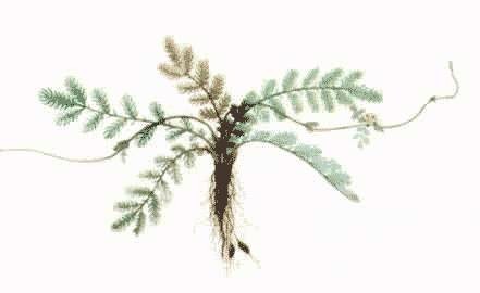 蕨麻（蔷薇科蕨麻属植物）