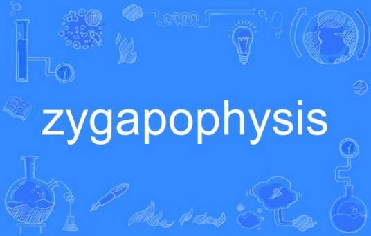 zygapophysis