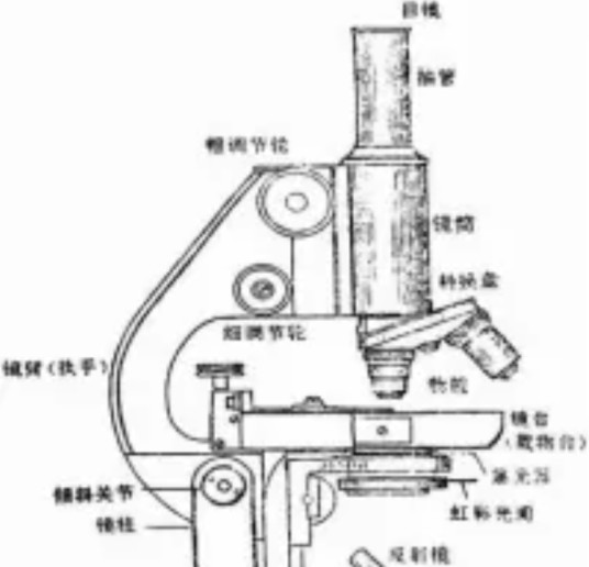 普通光学显微镜