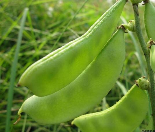 扁豆（豆科扁豆属植物）