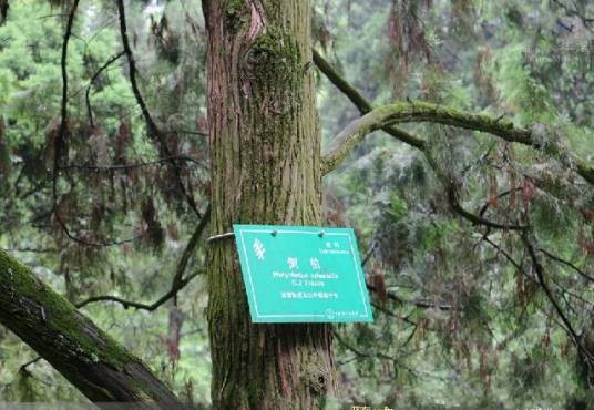 L13（柏科侧柏属植物）