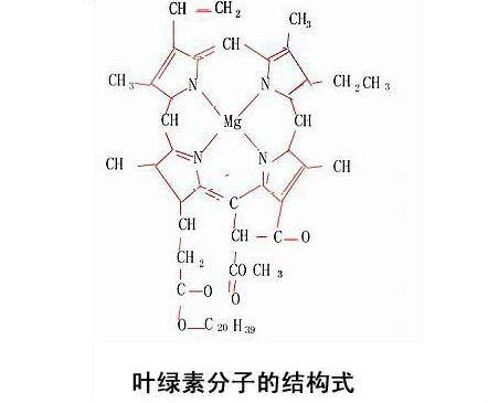 叶绿素