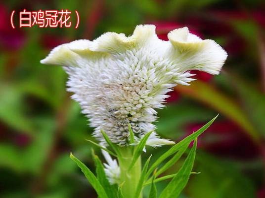 白鸡冠花