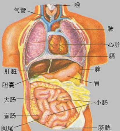 五脏六腑（人体内脏器官）