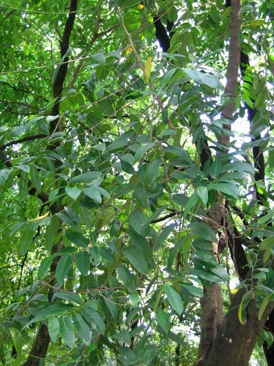 家麻树（锦葵科苹婆属植物）