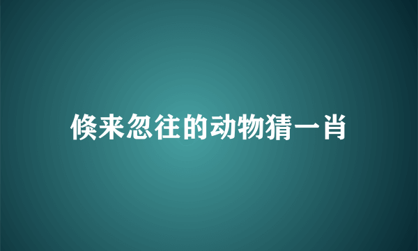 倏来忽往的动物猜一肖