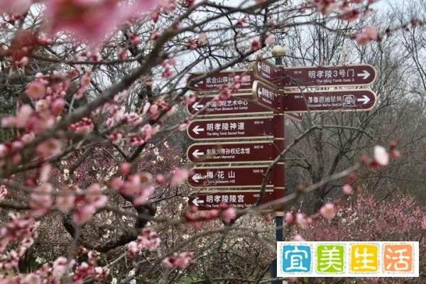 在南京免费游玩梅花山攻略