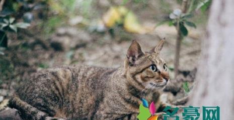 网上养猫赚钱是真的吗月入过万 喵喵养猫赚钱骗局