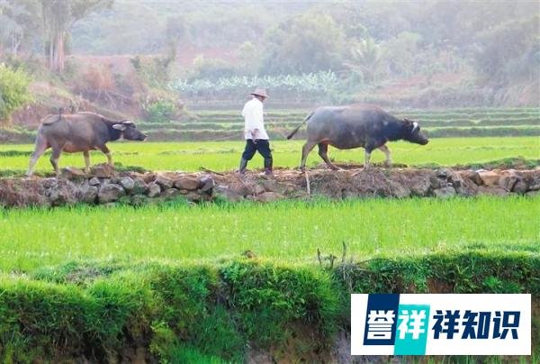惊蛰至,春雷响,万物长