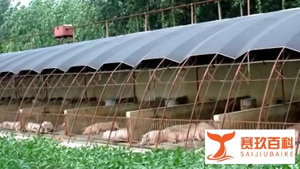 肉猪价“雷霆上涨”,有人却说养猪不赚钱,为啥?答案来了!