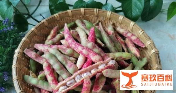 这些油豆角是豆角中的极品，全吃过的是东北人，外地人很少都吃过