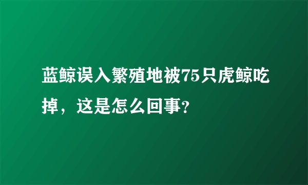 蓝鲸误入繁殖地被75只虎鲸吃掉，这是怎么回事？
