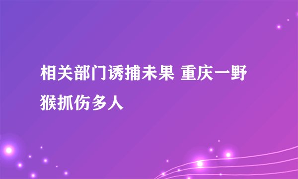 相关部门诱捕未果 重庆一野猴抓伤多人
