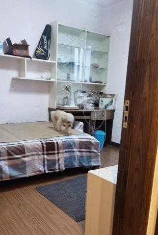 狗狗仪式感太强！铺床关灯睡觉一气呵成，毫无违和感？