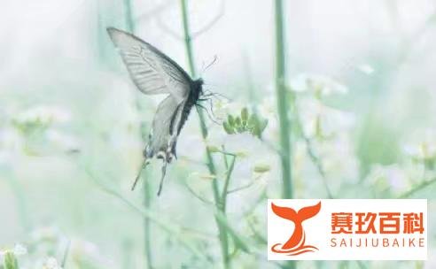 童安路·精选文章：《 花香满径》