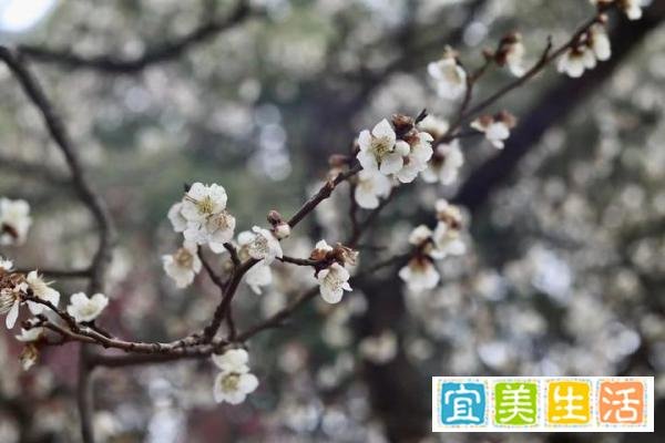 在南京免费游玩梅花山攻略