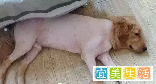 夏季给狗狗剃(光)毛的利弊分析