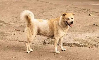 疯狗扑咬幼童，家犬飞奔相护！狗狗的主人是如何评价自家狗狗的？