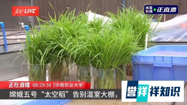 嫦娥五号太空稻告别温室大棚，移栽至试验田