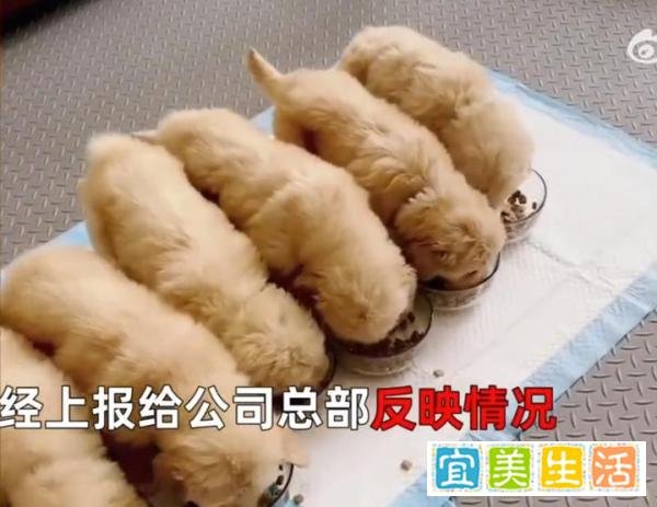 女子带宠物狗去饭店吃饭,竟然让她的宠物狗用公共餐具吃东西
