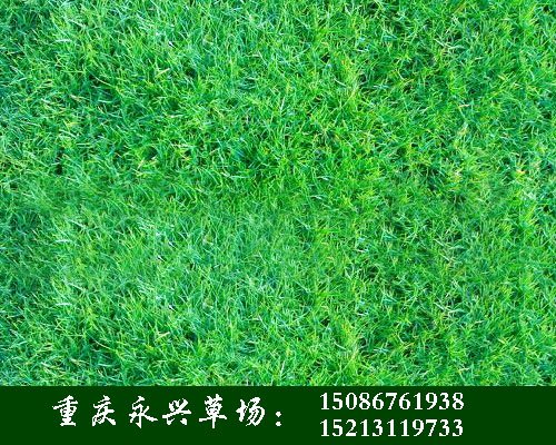 老鹰草的介绍