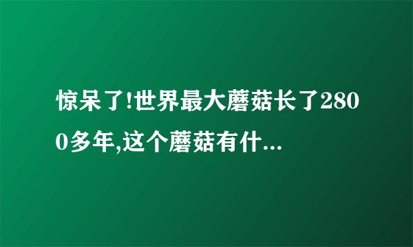 惊呆了!世界最大蘑菇长了2800多年,这个蘑菇有什么特点?